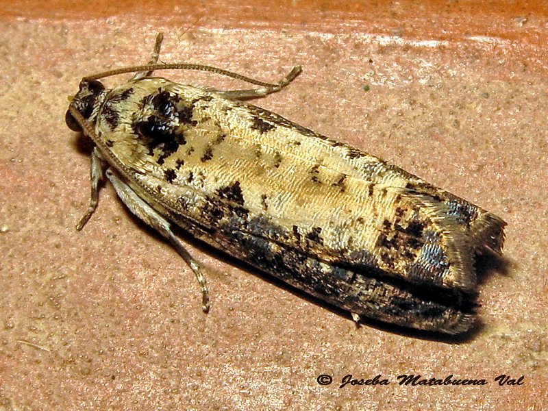 Hedia salicella - Tortricidae